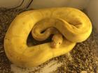 Coral Glow Clown Königspython Python regizs