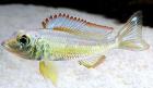 Callochromis pleurospilus F1